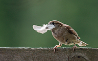 AS House sparrow (Passer domesticus)
